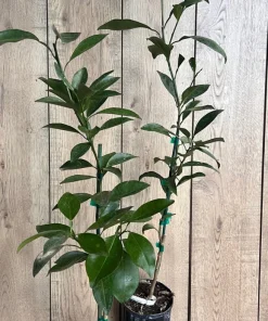 Tango mandarin tree in Half Gallon Pot, Tangerine. - Image 7