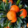 Tango mandarin tree in Half Gallon Pot, Tangerine. - Image 1