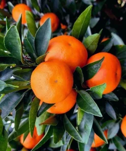 Tango mandarin tree in Half Gallon Pot, Tangerine. - Image 1