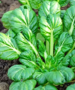 Tat Soi Seeds 1000 Count - Brassica Rapa Rosularis Bok Choy Mustard Greens - Image 4
