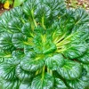 Tat Soi Seeds 1000 Count - Brassica Rapa Rosularis Bok Choy Mustard Greens - Image 1