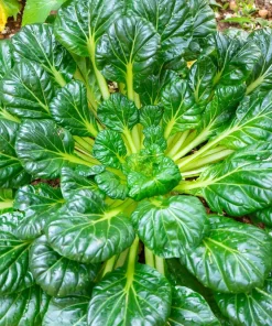 Tat Soi Seeds 1000 Count - Brassica Rapa Rosularis Bok Choy Mustard Greens - Image 1