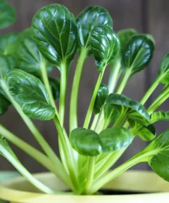 Tat Soi Seeds 1000 Count - Brassica Rapa Rosularis Bok Choy Mustard Greens - Image 5