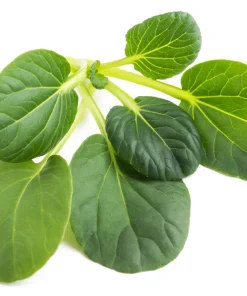 Tat Soi Seeds 1000 Count - Brassica Rapa Rosularis Bok Choy Mustard Greens - Image 6