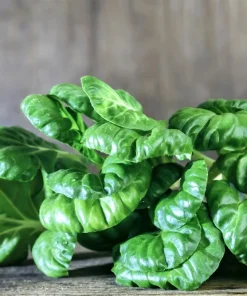 Tat Soi Seeds 1000 Count - Brassica Rapa Rosularis Bok Choy Mustard Greens - Image 7