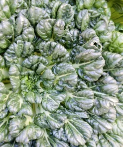 Tat Soi Seeds 1000 Count - Brassica Rapa Rosularis Bok Choy Mustard Greens - Image 9