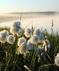 Tawny Cottongrass Seeds - 25 Eriophorum Virginicum Hare's Tail Cotton Grass Seeds - Image 10