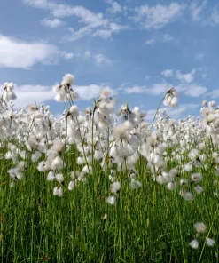 Tawny Cottongrass Seeds - 25 Eriophorum Virginicum Hare's Tail Cotton Grass Seeds - Image 11