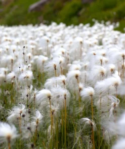 Tawny Cottongrass Seeds - 25 Eriophorum Virginicum Hare's Tail Cotton Grass Seeds - Image 2