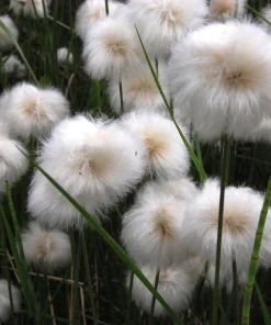 Tawny Cottongrass Seeds - 25 Eriophorum Virginicum Hare's Tail Cotton Grass Seeds - Image 3