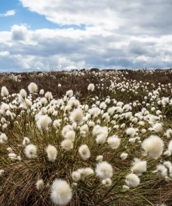 Tawny Cottongrass Seeds - 25 Eriophorum Virginicum Hare's Tail Cotton Grass Seeds - Image 4