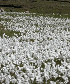 Tawny Cottongrass Seeds - 25 Eriophorum Virginicum Hare's Tail Cotton Grass Seeds - Image 5