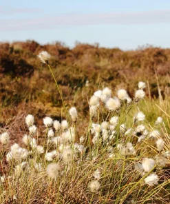Tawny Cottongrass Seeds - 25 Eriophorum Virginicum Hare's Tail Cotton Grass Seeds - Image 7