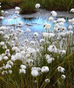 Tawny Cottongrass Seeds - 25 Eriophorum Virginicum Hare's Tail Cotton Grass Seeds - Image 8