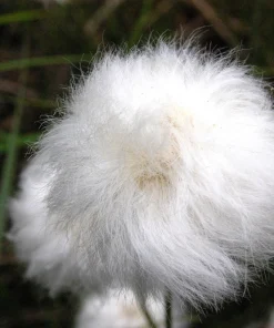 Tawny Cottongrass Seeds - 25 Eriophorum Virginicum Hare's Tail Cotton Grass Seeds - Image 9