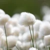 Tawny Cottongrass Seeds - 25 Eriophorum Virginicum Hare's Tail Cotton Grass Seeds - Image 1