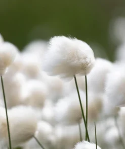 Tawny Cottongrass Seeds - 25 Eriophorum Virginicum Hare's Tail Cotton Grass Seeds - Image 1