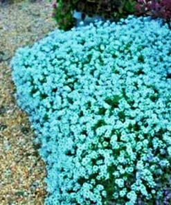 Teal Alyssum Seeds - Sweet Carpet Flower, Easy Grow Brassicaceae, Perennial - Image 2
