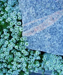 Teal Alyssum Seeds - Sweet Carpet Flower, Easy Grow Brassicaceae, Perennial - Image 3