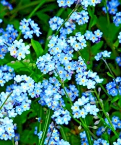 Teal Alyssum Seeds - Sweet Carpet Flower, Easy Grow Brassicaceae, Perennial - Image 4