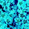 Teal Alyssum Seeds - Sweet Carpet Flower, Easy Grow Brassicaceae, Perennial - Image 1