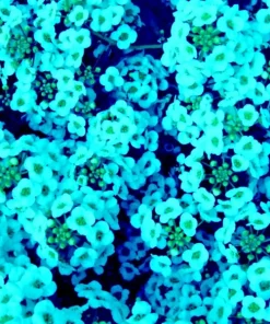 Teal Alyssum Seeds - Sweet Carpet Flower, Easy Grow Brassicaceae, Perennial - Image 1