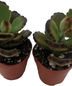 Teddy Bear Kalanchoe Live Plant - 2 Pack, 2 inch Pot Succulents for Indoors - Image 2