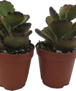 Teddy Bear Kalanchoe Live Plant - 2 Pack, 2 inch Pot Succulents for Indoors - Image 3