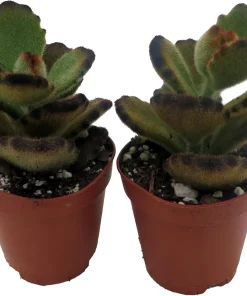 Teddy Bear Kalanchoe Live Plant - 2 Pack, 2 inch Pot Succulents for Indoors - Image 4
