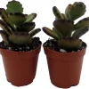 Teddy Bear Kalanchoe Live Plant - 2 Pack, 2 inch Pot Succulents for Indoors - Image 1