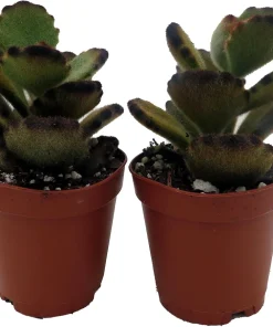Teddy Bear Kalanchoe Live Plant - 2 Pack, 2 inch Pot Succulents for Indoors - Image 1