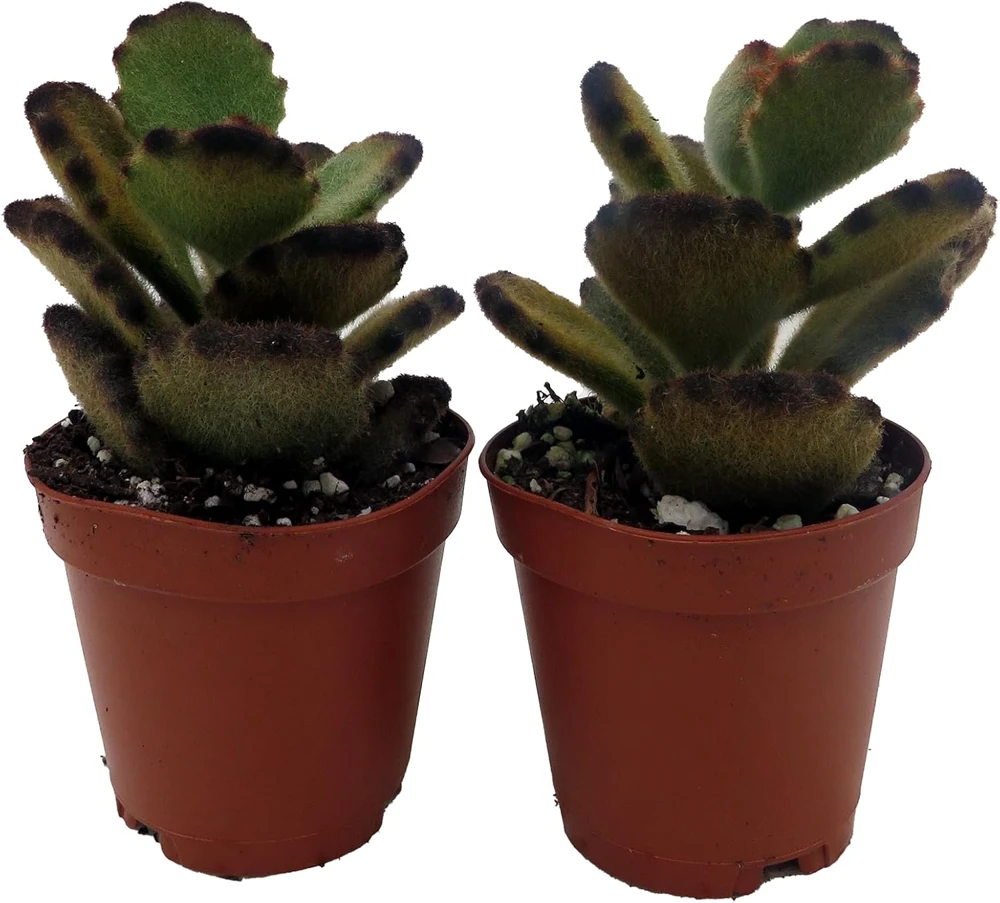 Teddy Bear Kalanchoe Live Plant - 2 Pack, 2 inch Pot Succulents for Indoors - Image 1