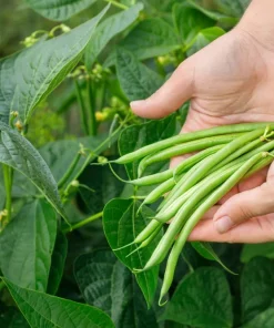 Tendergreen Green Bean Seeds – Phaseolus Vulgaris Vegetable Seeds – 50 Seed Pack - Image 2