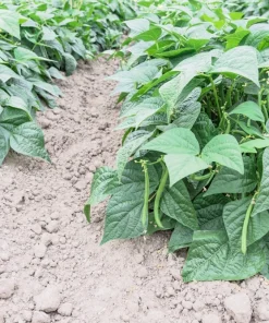 Tendergreen Green Bean Seeds – Phaseolus Vulgaris Vegetable Seeds – 50 Seed Pack - Image 3