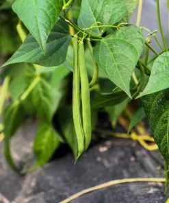 Tendergreen Green Bean Seeds – Phaseolus Vulgaris Vegetable Seeds – 50 Seed Pack - Image 4