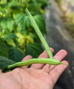 Tendergreen Green Bean Seeds – Phaseolus Vulgaris Vegetable Seeds – 50 Seed Pack - Image 5