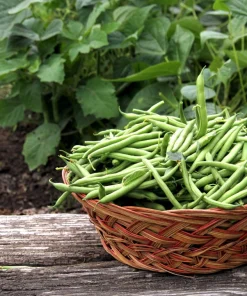 Tendergreen Green Bean Seeds – Phaseolus Vulgaris Vegetable Seeds – 50 Seed Pack - Image 7