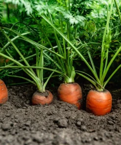 Tendersweet Carrot Seeds - 1500 Deep Orange Red Daucus Carota - Image 3
