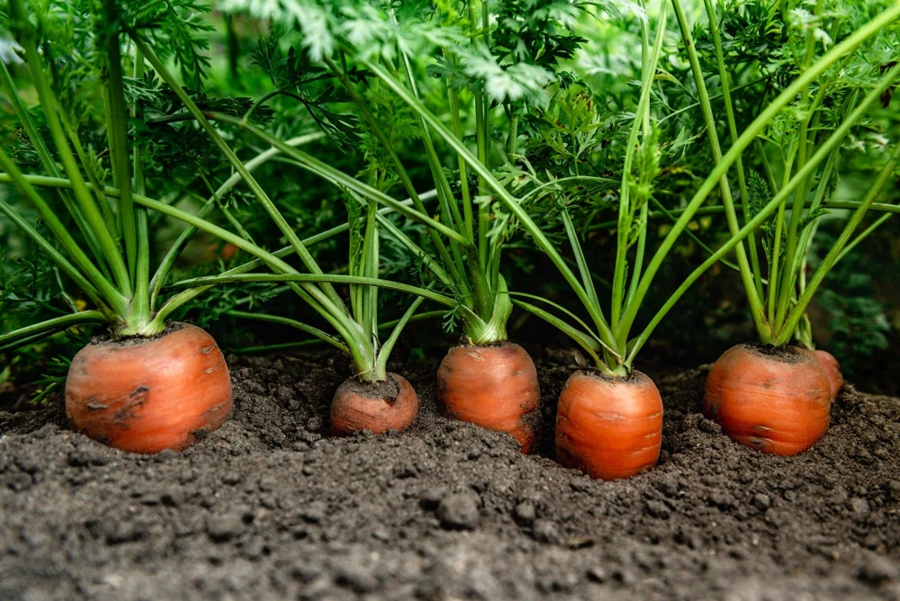 Tendersweet Carrot Seeds - 1500 Deep Orange Red Daucus Carota - Image 3