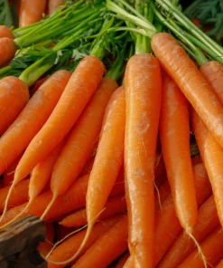 Tendersweet Carrot Seeds - 1500 Deep Orange Red Daucus Carota - Image 4