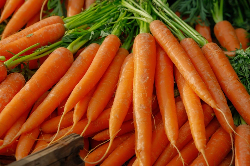 Tendersweet Carrot Seeds - 1500 Deep Orange Red Daucus Carota - Image 4