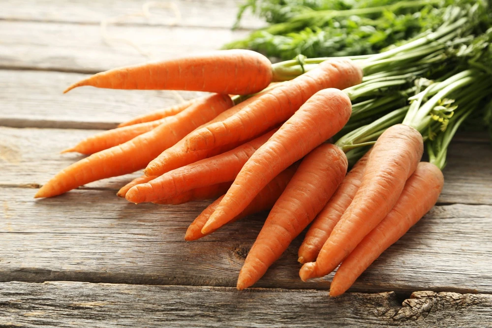 Tendersweet Carrot Seeds - 1500 Deep Orange Red Daucus Carota - Image 5