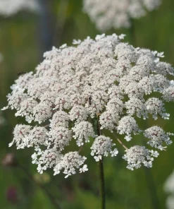 Tendersweet Carrot Seeds - 1500 Deep Orange Red Daucus Carota - Image 6