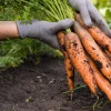 Tendersweet Carrot Seeds - 1500 Deep Orange Red Daucus Carota - Image 1