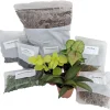 Terrarium Fairy Garden Kit - Create Your Own Living Terrarium with 3 Live Miniature Plants - Image 1