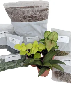 Terrarium Fairy Garden Kit - Create Your Own Living Terrarium with 3 Live Miniature Plants - Image 1