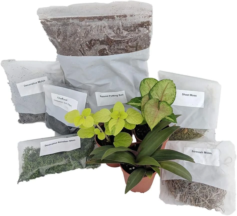 Terrarium Fairy Garden Kit - Create Your Own Living Terrarium with 3 Live Miniature Plants - Image 1