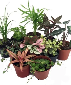 Terrarium & Fairy Garden Live Plants – 10 Plants in 2