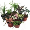 Terrarium & Fairy Garden Live Plants - 45 Plants in 2-inch Pots for Indoor Decor - Image 1