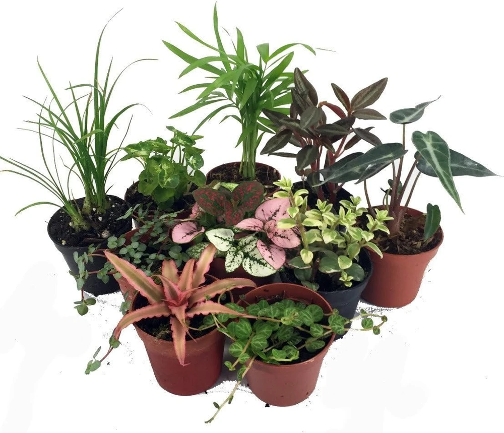 Terrarium & Fairy Garden Live Plants - 45 Plants in 2-inch Pots for Indoor Decor - Image 1